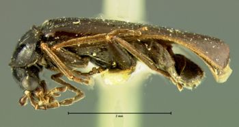 Media type: image;   Entomology 3392 Aspect: habitus lateral view